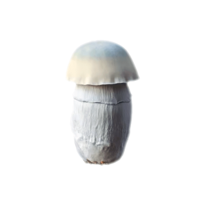White Albino