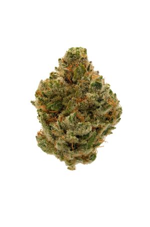 GorillaGlue4