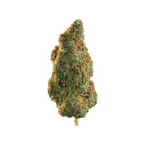 Northern Lights