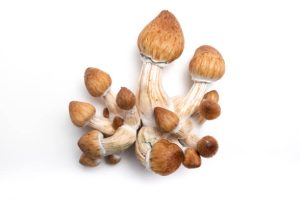 Golden Teacher