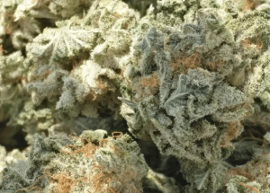 Mail Order Headband Marijuana Strain