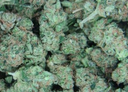 Mail Order NYC Diesel Marijuana Strain